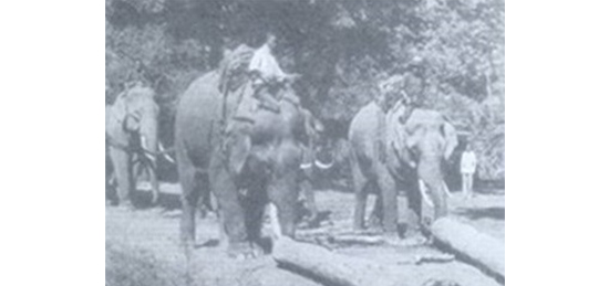 The elephants were dragging teaks' logs.